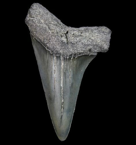 Fossil Mako Shark Tooth - Georgia #75203